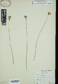 Utricularia cornuta image