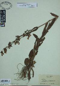 Gratiola virginiana image