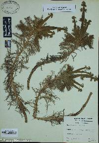 Juncus coriaceus image