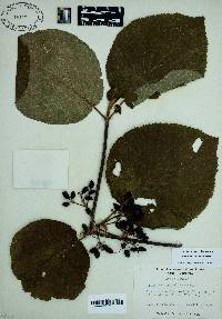 Viburnum lantanoides image