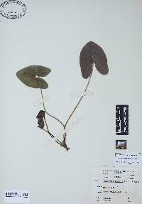 Hexastylis arifolia image