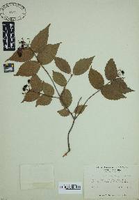 Viburnum rafinesqueanum image