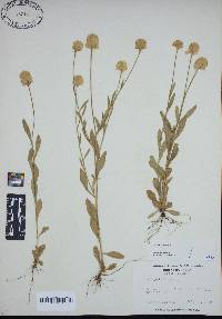 Polygala lutea image