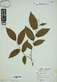 Ulmus alata image