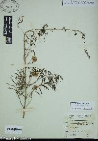 Mimosa microphylla image