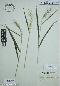 Elymus hystrix image