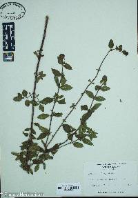Mentha × gracilis image