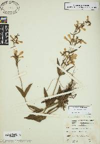 Penstemon australis image