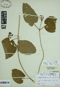 Matelea carolinensis image