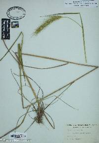 Elymus riparius image