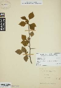 Crataegus flava image