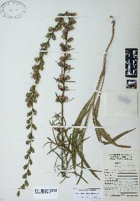 Liatris pilosa image