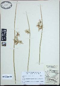 Juncus effusus var. solutus image