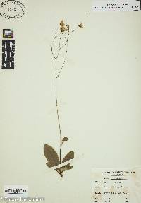 Hieracium venosum image