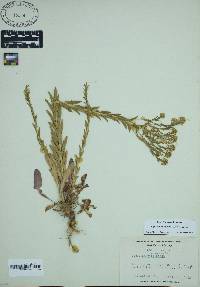 Lepidium campestre image