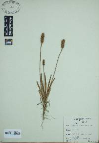 Plantago hookeriana image