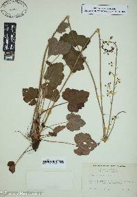 Heuchera americana image