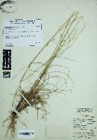 Piptochaetium avenaceum image