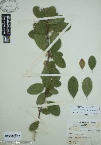 Sideroxylon lanuginosum image