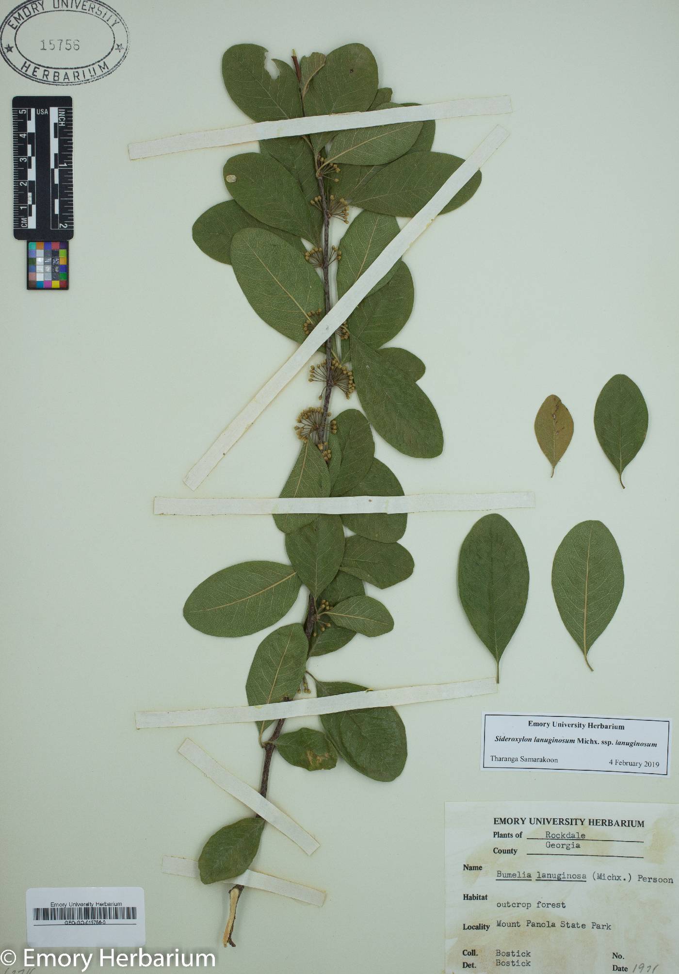 Sideroxylon lanuginosum subsp. lanuginosum image