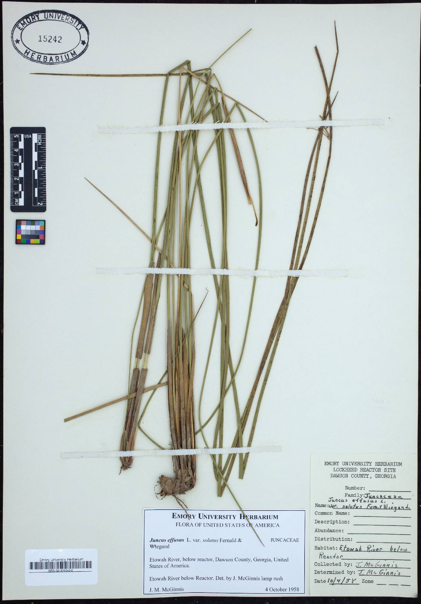 Juncus effusus var. solutus image