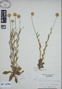 Polygala lutea image