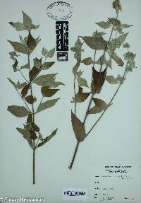 Pycnanthemum pycnanthemoides image