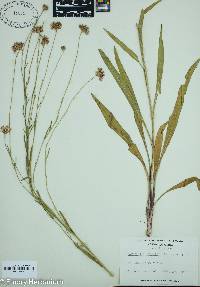 Image of Marshallia graminifolia