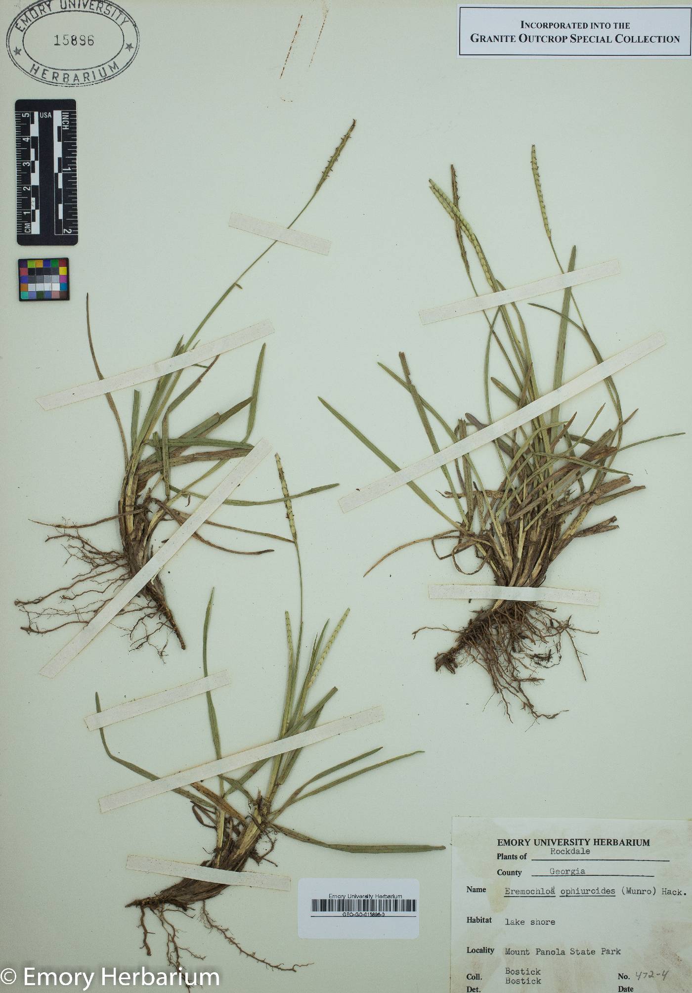 Eremochloa ophiuroides image