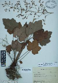 Image of Heuchera longiflora
