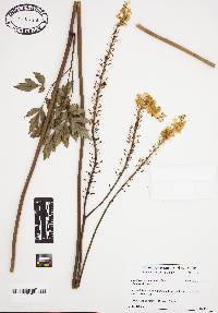 Actaea racemosa image