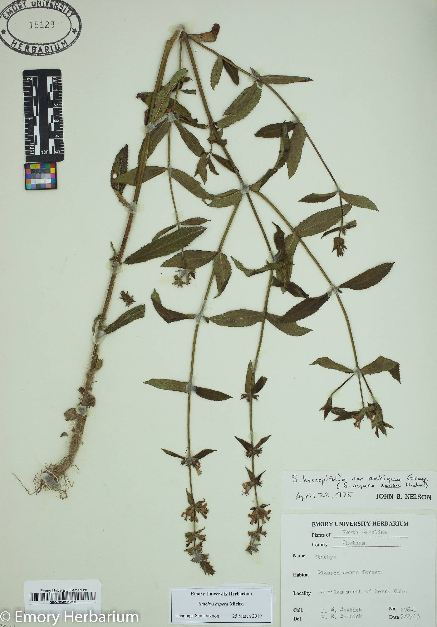 Stachys aspera image