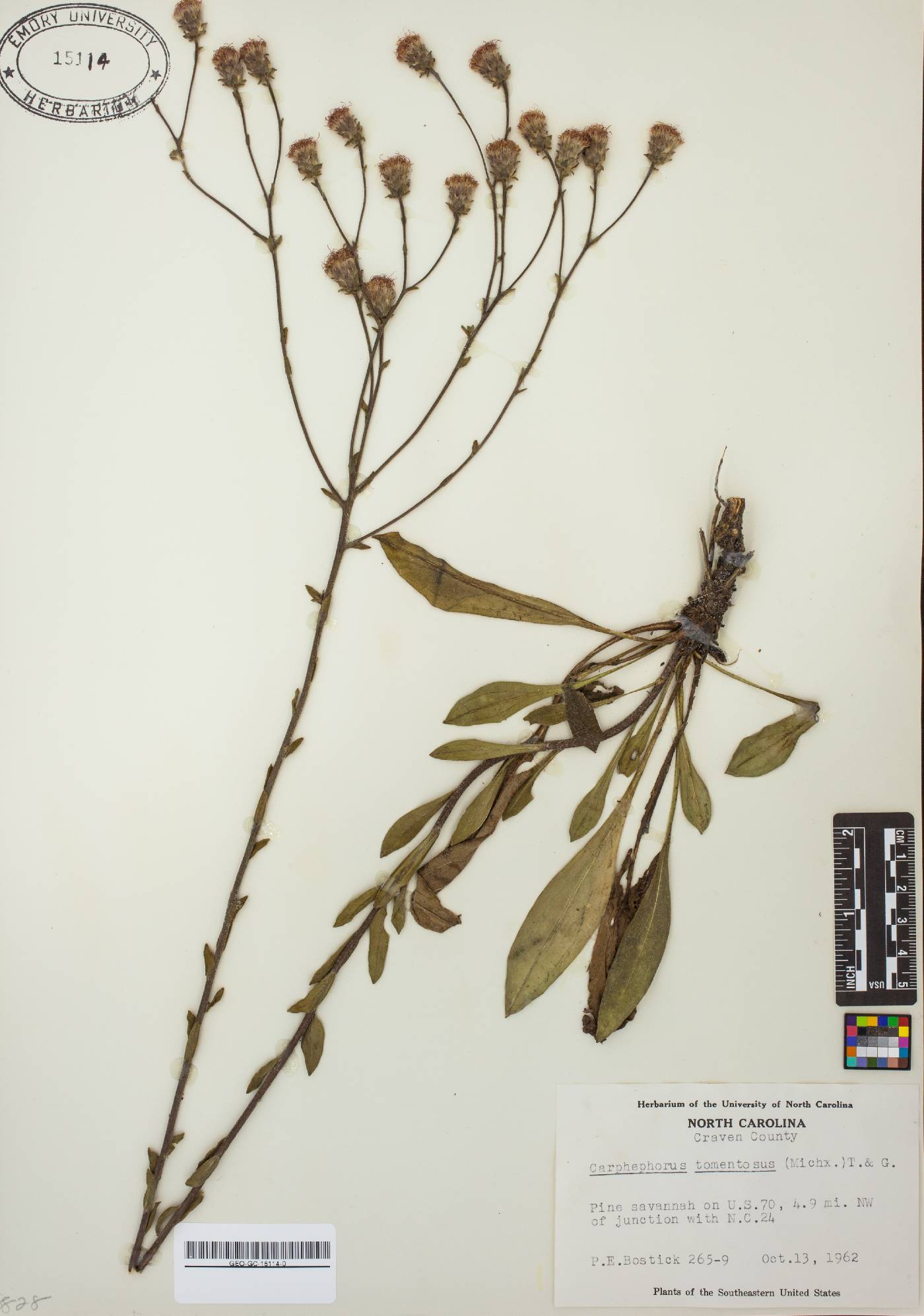 Carphephorus tomentosus image