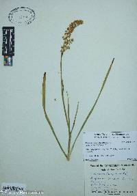 Stenanthium densum image