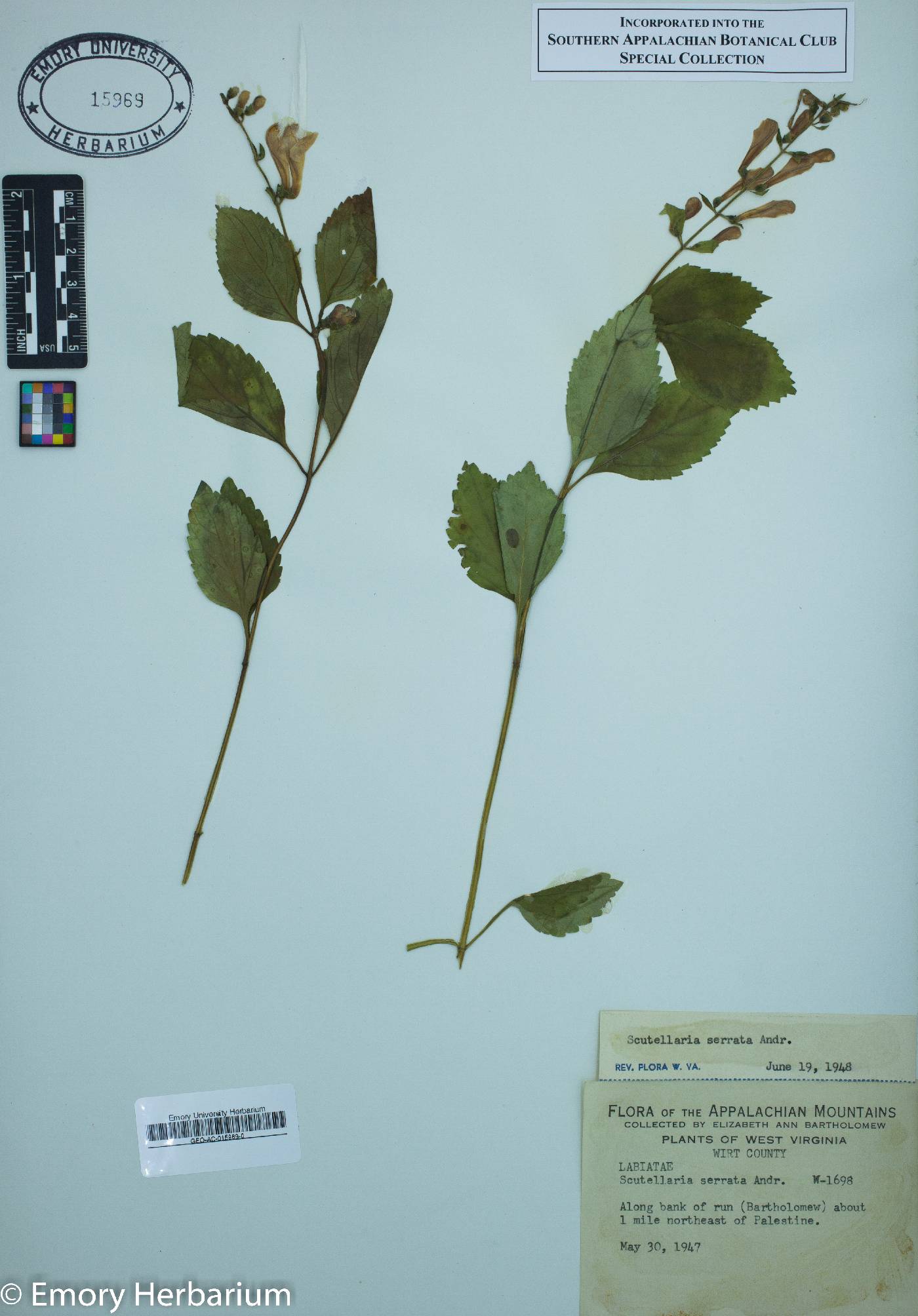 Scutellaria serrata image