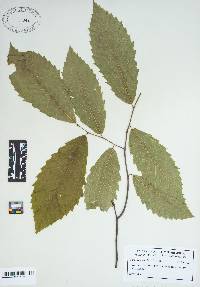 Castanea pumila var. ozarkensis image