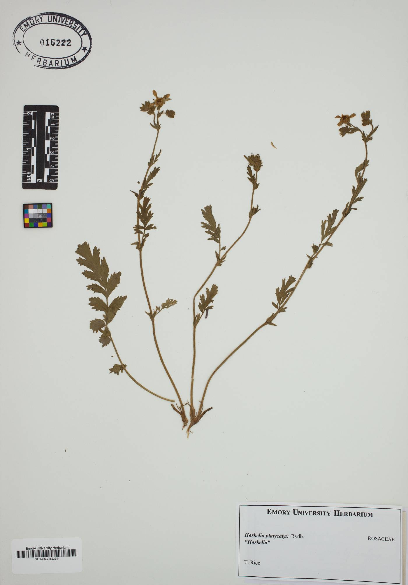 Horkelia platycalyx image