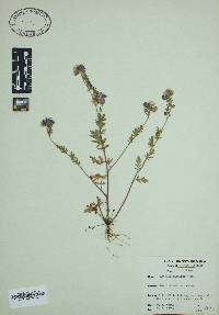 Phacelia maculata image