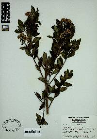 Vernonia pluvialis image
