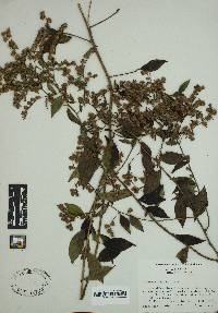 Vernonia acuminata image