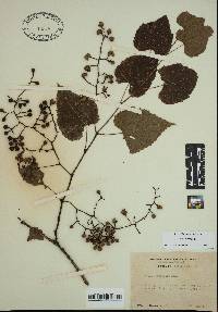 Vitis vulpina image