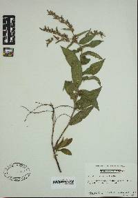 Vernonia arborescens image