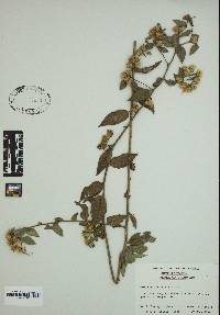 Vernonia borinquensis image