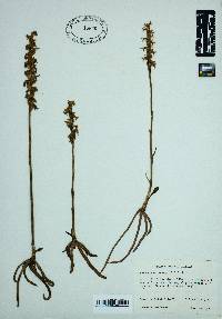 Spiranthes cernua image