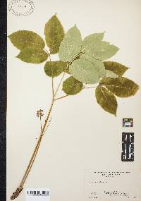 Aralia nudicaulis image