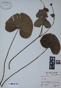 Caltha palustris image