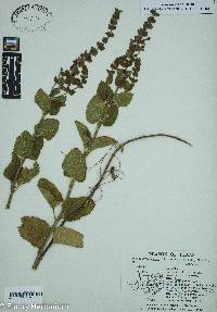 Scutellaria ovata subsp. bracteata image