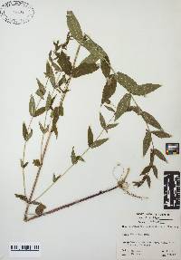 Scutellaria galericulata image