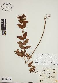 Hypericum mitchellianum image