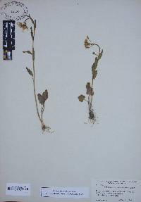 Cardamine bulbosa image